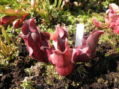 S_purpurea_ssp_venosa_1.jpg