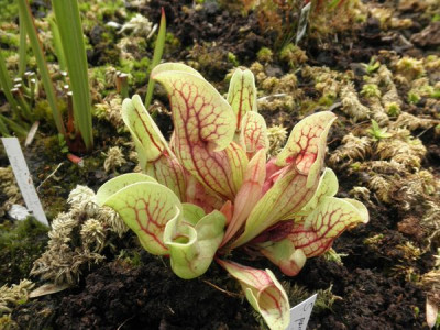 S_purpurea_ssp_venosa_2.jpg
