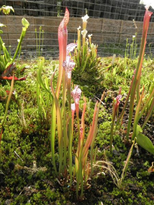 S_leucophylla_0.jpg
