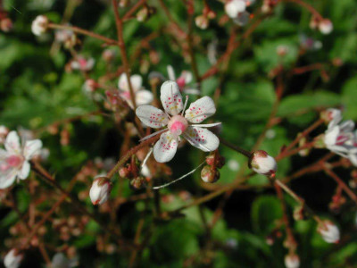 Saxifraga_x_urbium.jpg