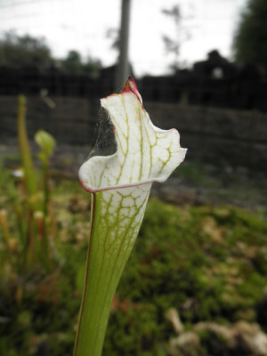 S_leucophylla_Album_1.jpg