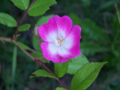 100_6263_Kletterrose_H.S.____800.jpg