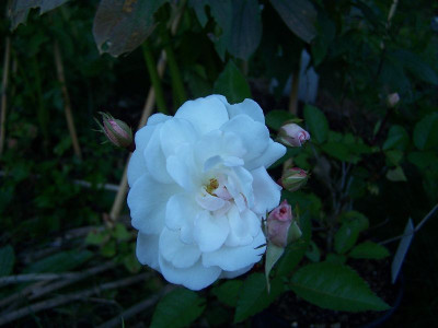 100_6265_Marie_Pavie_____800.jpg