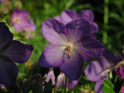 Geranium_caucasicum_Blute_.jpg