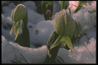 Drosophyllum_lusitanicum__2.jpg