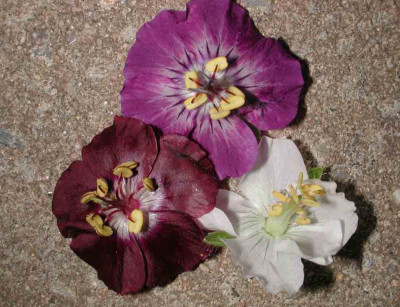 Geranium_phaeum_Farbvarianten_Blute.jpg
