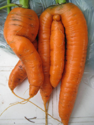 Micha_Garten_2_1437.jpg