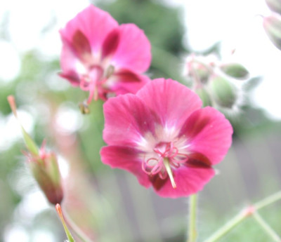 Geranium_phaeum_Sonne.jpg