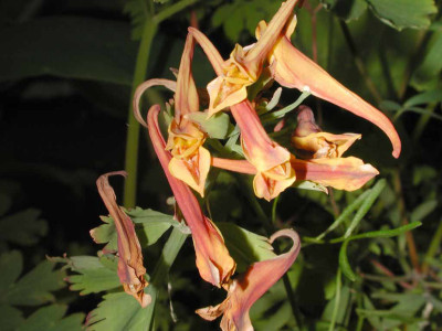 Corydalis_Anetkas_Goldzwerg_spate_Blute.jpg