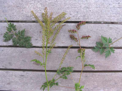 Aruncus_aethusifolius_800x600.jpg