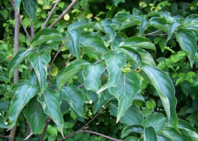 Cornus_Venus_August_11_1.JPG
