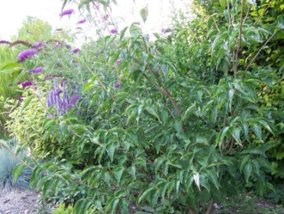 Cornus_Venus_August_11_2.JPG