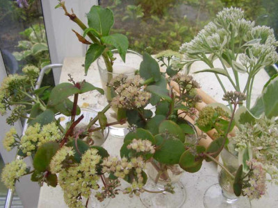 Sedum_Stecklinge_small.jpg