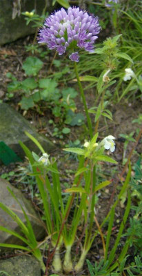 Allium-unbekannt-130811.jpg