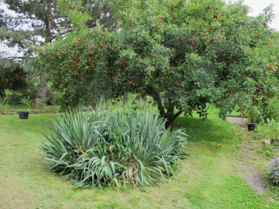 yucca_vorher.jpg