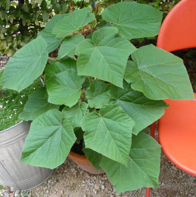 Blauglockenbaeumli.JPG
