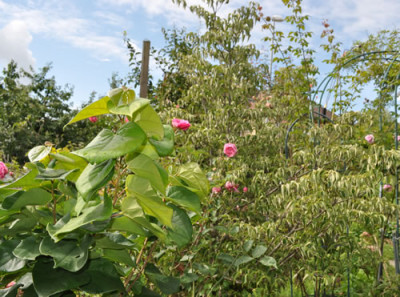 Cornus_kousa_chinensis_0011__9670.jpg