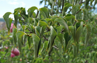 Cornus_kousa_chinensis2__0011_9671.jpg