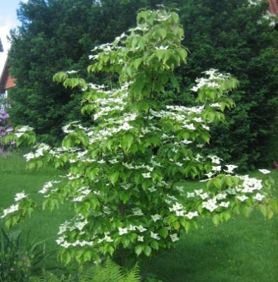 Cornus_kousa_var._chinensis_5236_r13.jpg