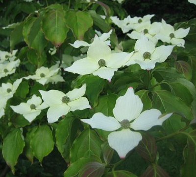 Cornus_kousa_var._chinensis_52371.jpg