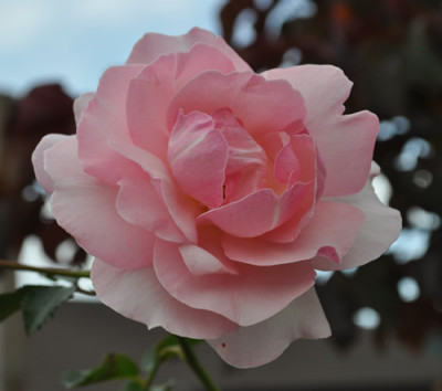Sorbet_0011__9613.jpg