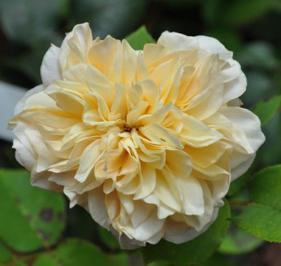 English_Garden_0011__8972.jpg
