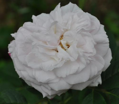 Elisa_Boelle_0011__9223.jpg