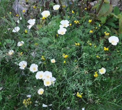 Eschscholzia_californica_0011__9156.jpg