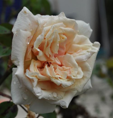 Gloire_de_Dijon_0011__9473.jpg