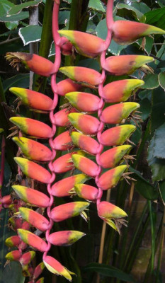 Heliconia_rostrata_900x900_80KB.jpg