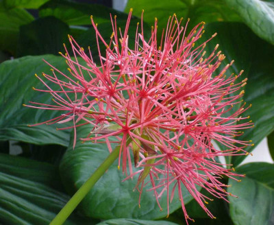Scadoxus_multiflorus_A_900x900_80KB.jpg
