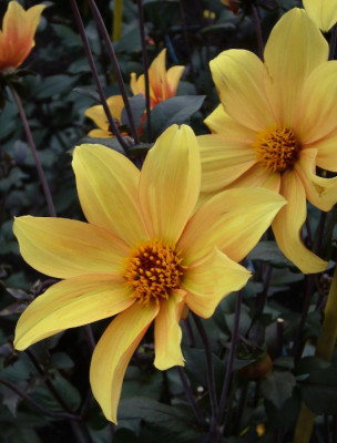 Dahlia_Bishop_of_York_900x900_80KB.jpg