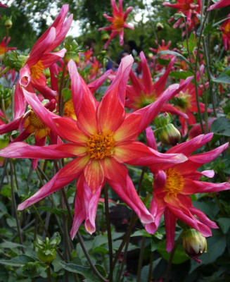 Dahlia_Honka_Surprise_900x900_80KB.jpg