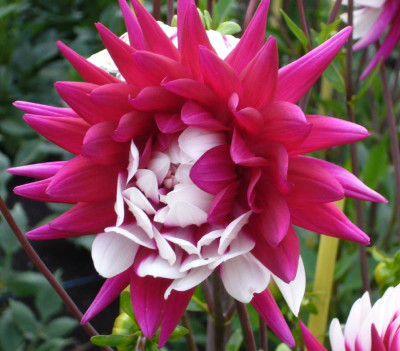 Dahlia_Rebeccas_World_900x900_80KB.jpg