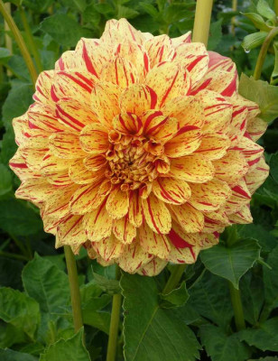 Dahlia_unbek_900x900_80KB.jpg