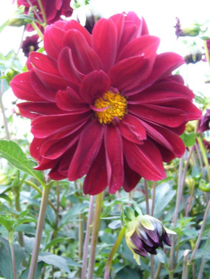 Dahlia_Juri_Gagarin_900x900_80KB.jpg