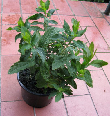 Spiraea_Gartenpur.jpg