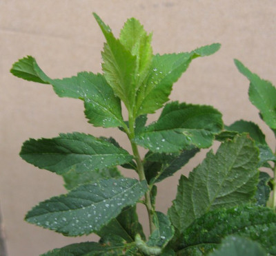 Spiraea_1_Gartenpur.jpg