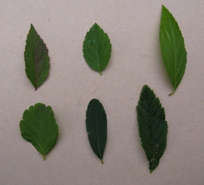 Spiraea_2_Gartenpur.jpg