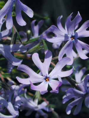 Phlox_bifida_Ralf_Haywood.jpg
