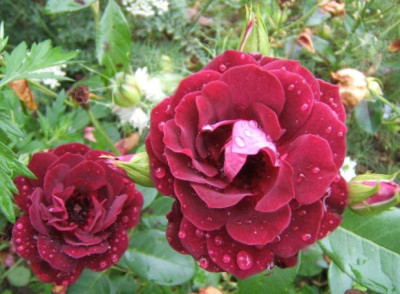 Burgundy_Ice_7-8-11.JPG