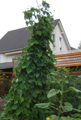 Bohnenzelt_12-8-11.JPG