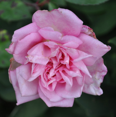 Marie_dOrleans_0011__9120.jpg