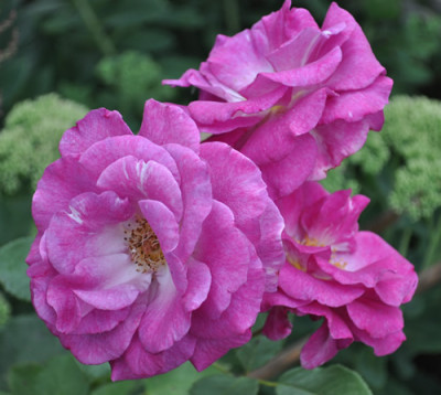 Melodie_Parfumee_Clg_0011__9124.jpg