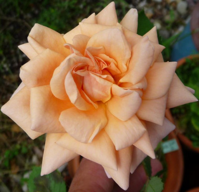 RA_0811_03.JPG