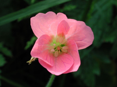 Geranium_endressii.jpg