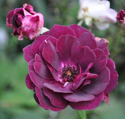 Burgundy_Ice_0011_9656.jpg