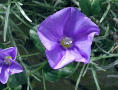 Convolvulus_sabatius_Blute.jpg