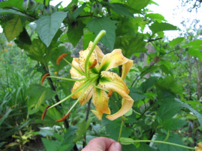 Lilium_henryi_var._citrinum_Ypsilanti_110814.jpg