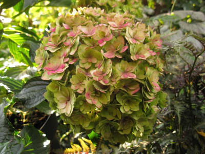 Hydrangea_macrophylla_Together_Gartenpur.jpg